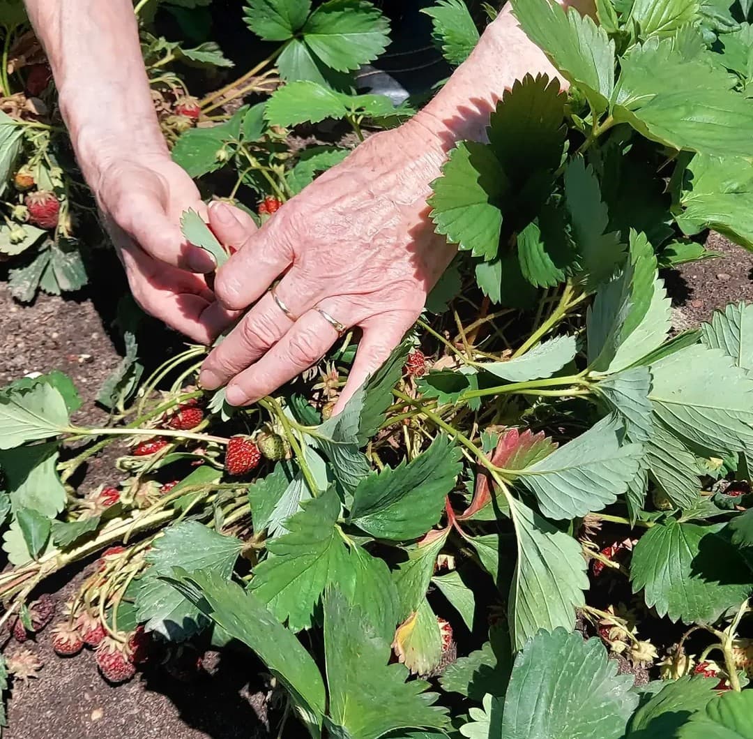 Gartentherapie